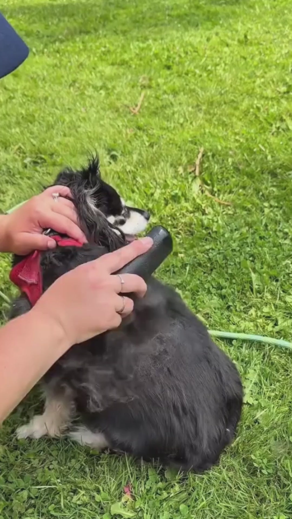 PoilOff: Brosse Démelante Anti-Poils Chien Chat